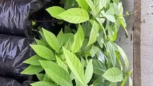 John Nwankwo Noko avocado nursery doing well