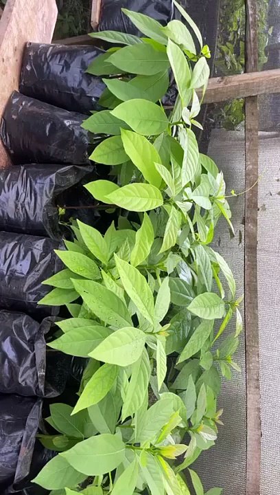 John Nwankwo Noko avocado nursery doing well