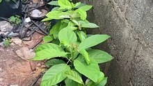 John Nwankwo Noko avocado pot