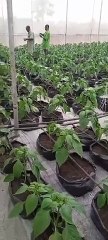 John Nwankwo Noko bell pepper in 2 weeks