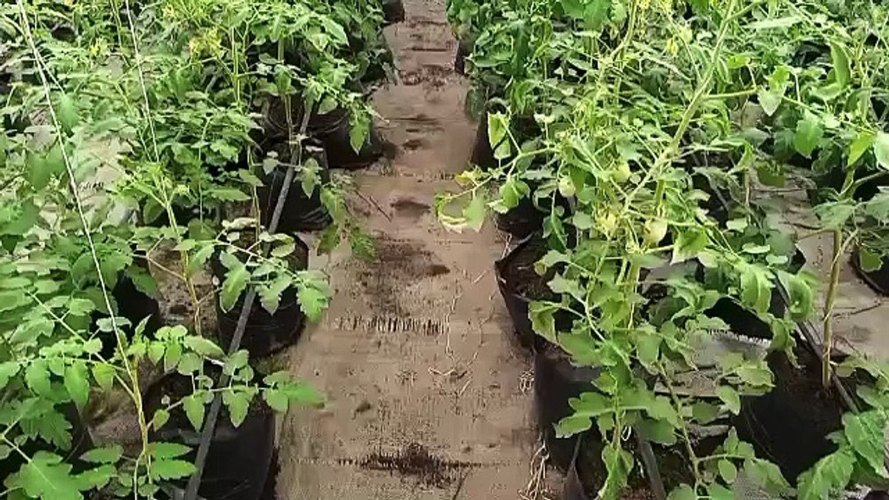 John Nwankwo Noko tomatoes fruits