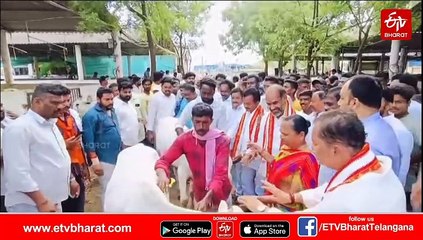 రాజన్న ఆలయంలో కోడెల పంపిణీ - 511 మంది రైతులకు రెండు చొప్పున వితరణ