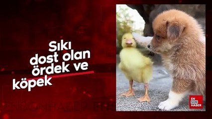 Sıkı dost olan ördek ve köpek yavrusu