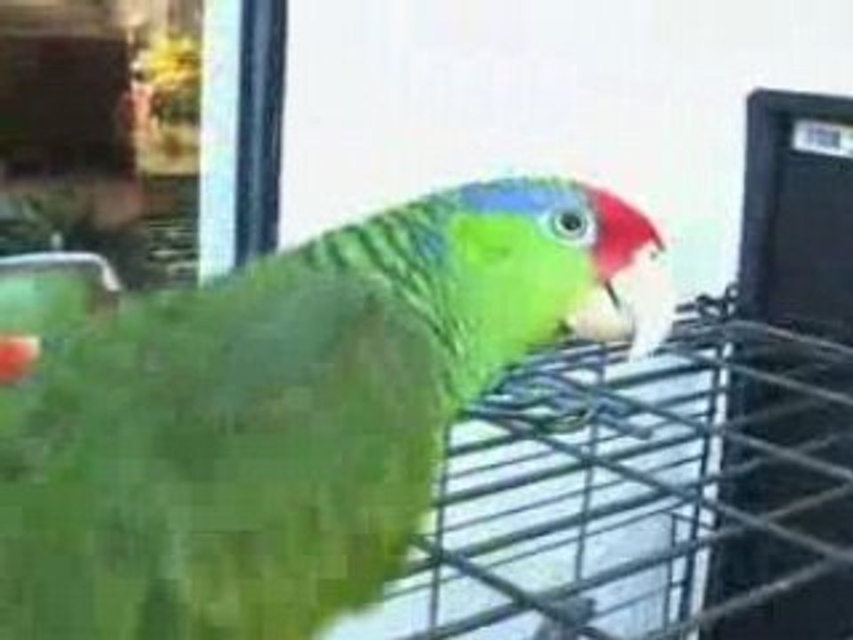 Teach your Parrot to Talk
