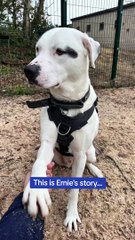 WATCH: Heartwarming video show's Husky Labrador cross Ernie's startling transformation