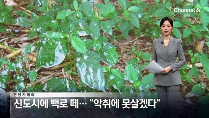 [현장 카메라]신도시에 백로 떼…“악취에 못 살겠다”