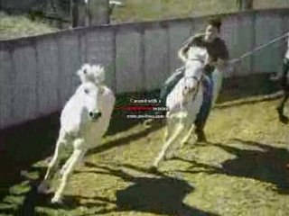 Saut de cheval a toro ...