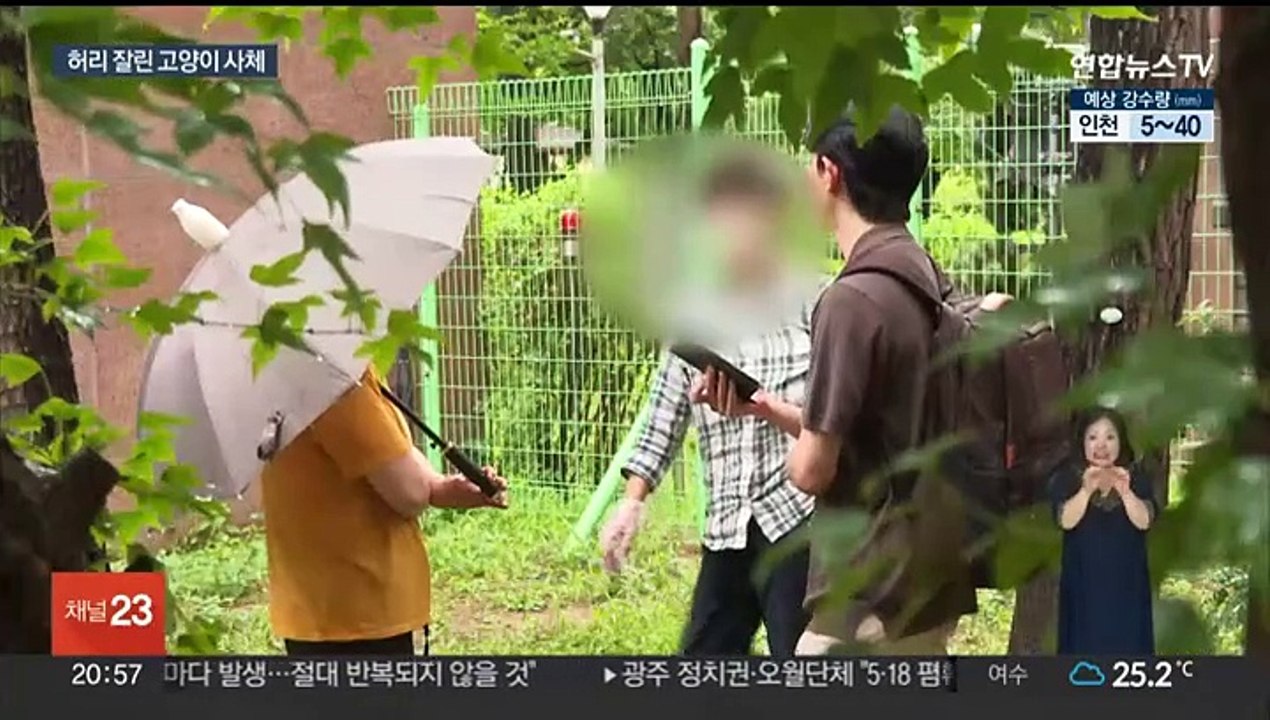 아파트서 '허리 절단' 고양이 사체…한 달 새 5마리 사망