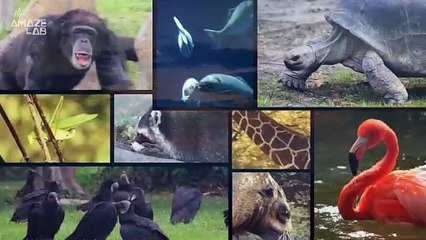 Cambrian Explosion Only Required a Bit of Oxygen to Diversify the World