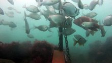Close Encounter - Curious Steentjie Fish Kisses Our Camera