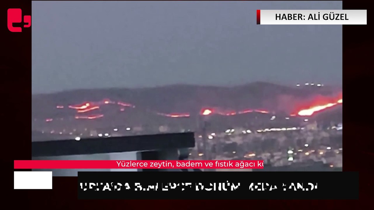 Urfa'da binlerce dönüm mera yandı... Yüzlerce zeytin, badem ve fıstık ağacı kül oldu  