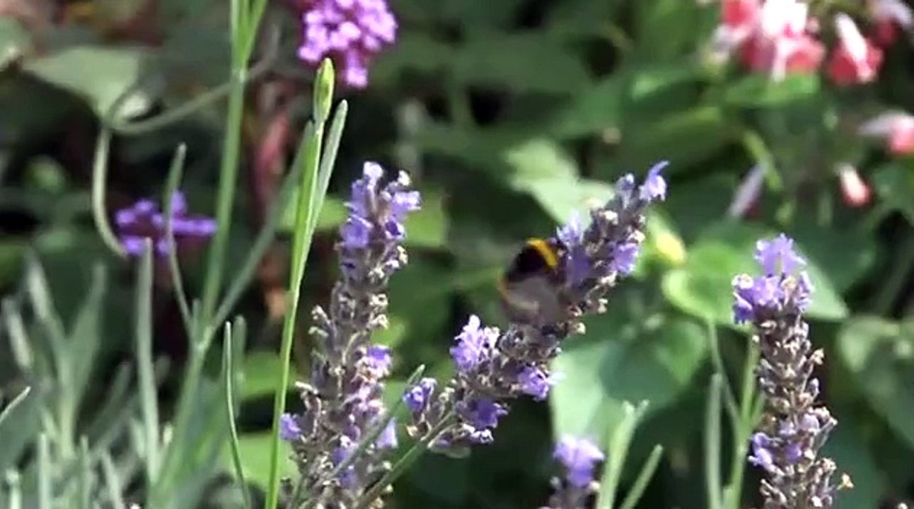 video 2 kiko dev other