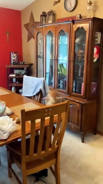 Funniest_Pet