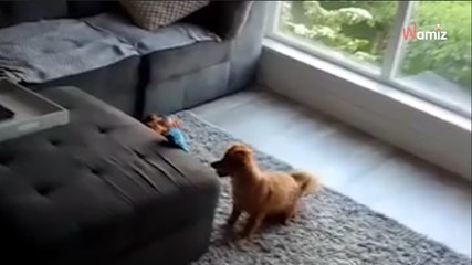 Un chien est découvert dans un garage abandonné : sa transformation physique fait chaud au coeur