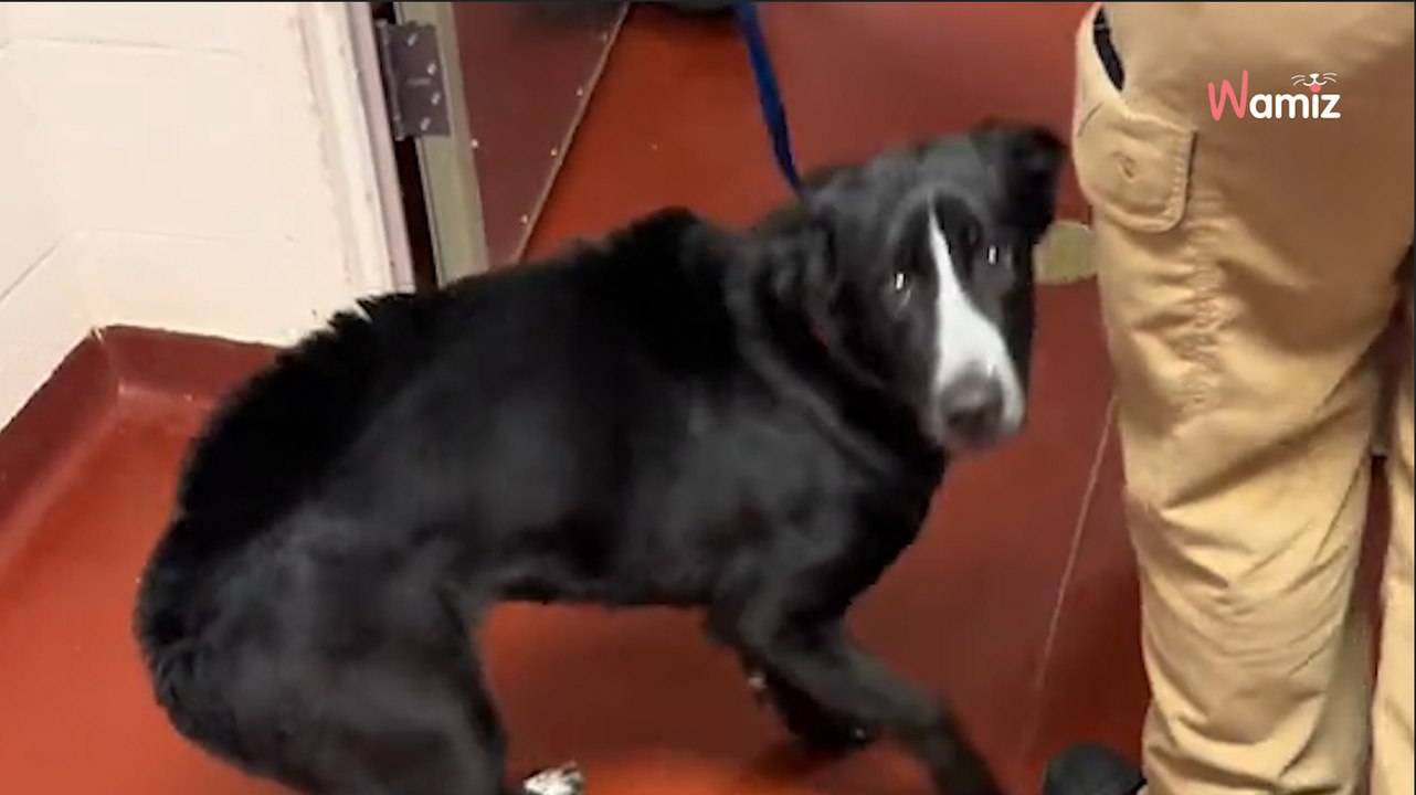 Elle n'avait pas prévu d'adopter un chien en visitant le refuge, mais quand elle a vu ce regard, tout a basculé