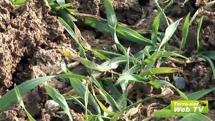 Emmanuel Rouyere (éleveur): « En bio, ça marche pas mal! Et en conventionnel ou en intégré ?»