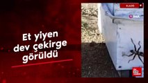 Elazığ'da et yiyen dev çekirge görüldü