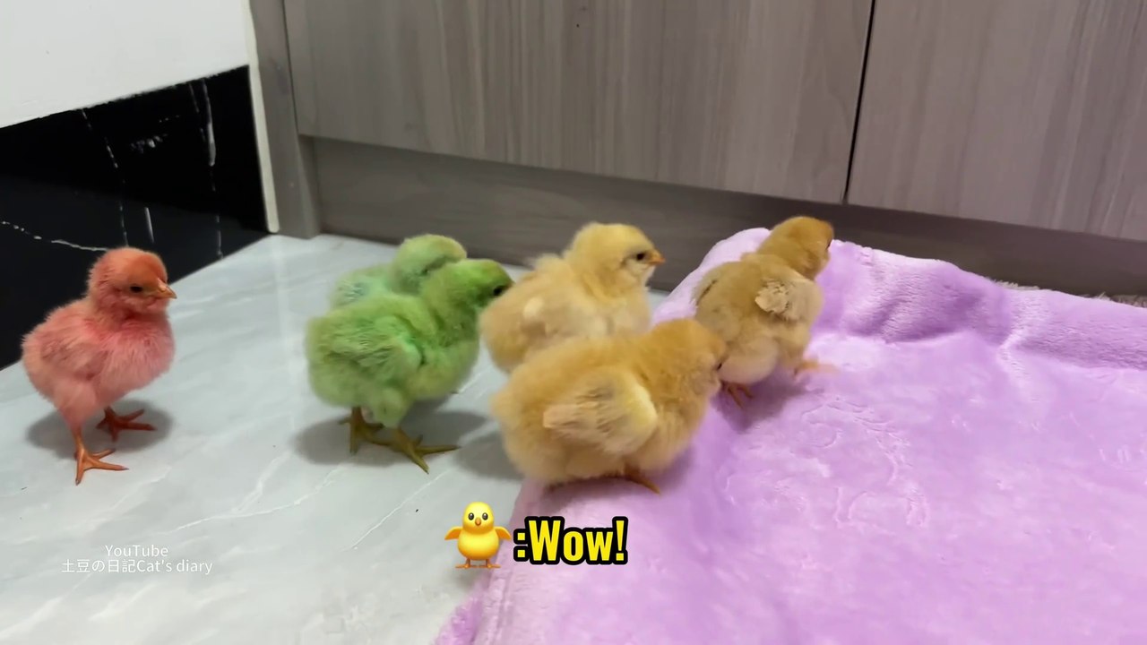 When the hen bullied the cat, a group of chicks bit the hen.The funniest animals in the world!cute