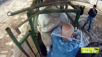 De la méthode 3 voies au choix des embryons