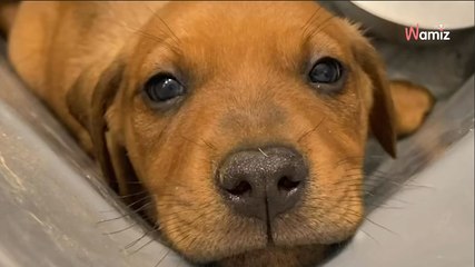 Boîte en plastique abandonnée au soleil : il fait confiance à son intuition et sauve 4 vies en danger (vidéo)