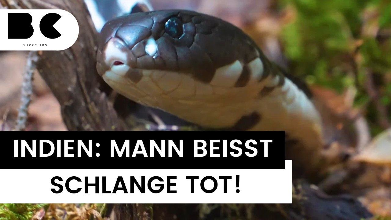 Mann beißt Giftschlange nach Angriff zu Tode