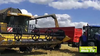 En Picardie, les meilleures variétés de Thomas Bertrand dépassent les 100 q/ha