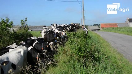 Les vaches de Philippe Postec passent sous la route