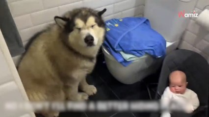 Watch: Malamute's hilarious attempt to avoid bath time has people in stitches