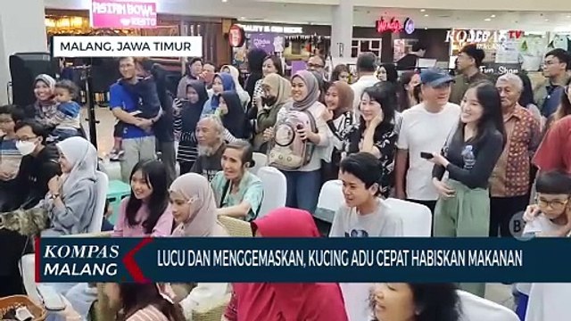 Lucu dan Menggemaskan! Adu Cepat Lomba Kucing Makan