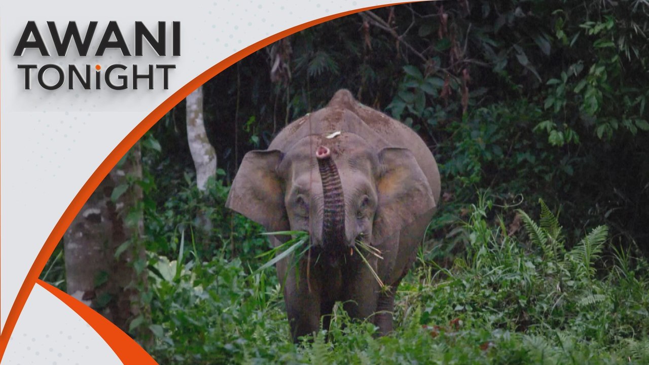 AWANI Tonight: Urgent call to halt decline of Borneo elephants