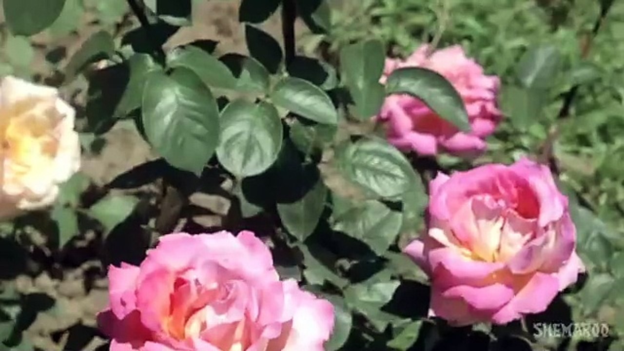 Jaisi Karni Waisi Bharni / Govinda , Kimi Katkar , Nitin Mukesh/1989 Jaisi Karni Waisi Bharni