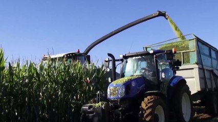 Les maïs LG HDi fêtent leurs 10 ans : réelle efficacité ou emballage marketing ?