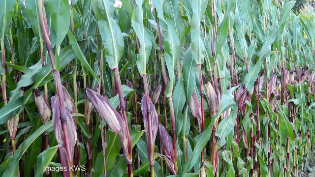 KWS améliore la digestibilité de ses fourrages et élargit son offre en grain