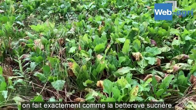 La betterave fourragère bien adaptée aux rations à haute production
