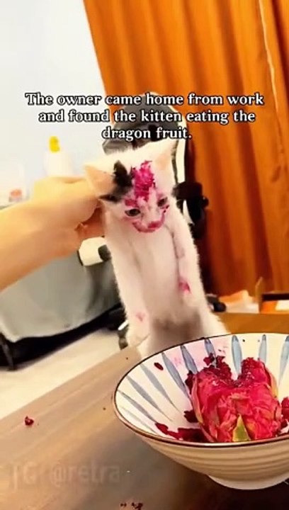 Cats. 
