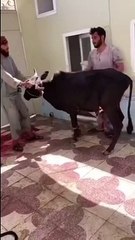 Qurbani Funny Moment I Eid Ul Adha I Anari Pagal Qasai I Try Not To Laugh I Kicked by Cow
