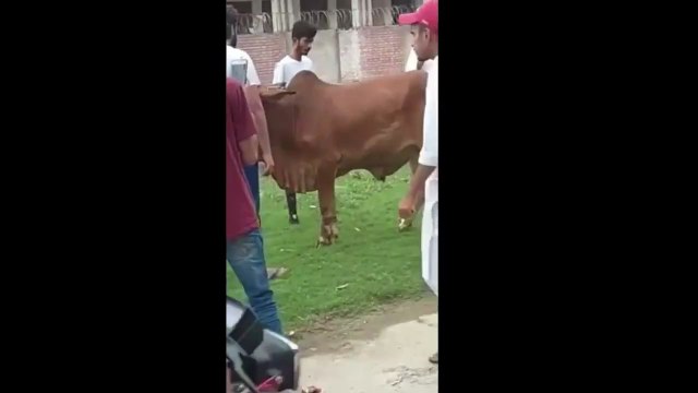 Qurbani Funny Moment I Eid Ul Adha I Anari Pagal Qasai I Try Not To Laugh