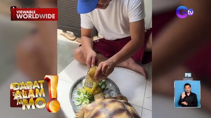 Pagmamadali sa pagkain ng isang tortoise, good vibes ang hatid online | Dapat Alam Mo!