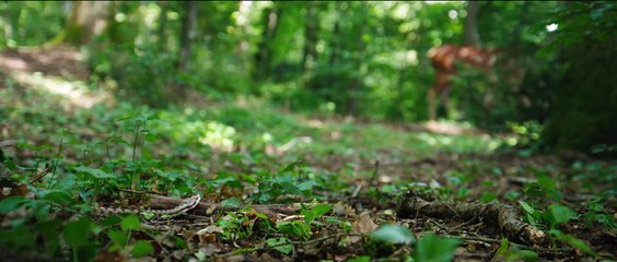 Bambi, L’histoire d’une vie dans les bois Bande-annonce VF