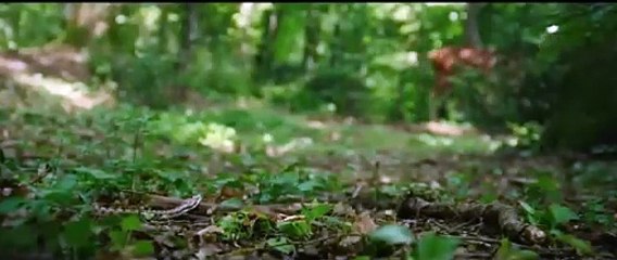 Bambi, l’histoire d’une vie dans les bois (Bande-annonce)