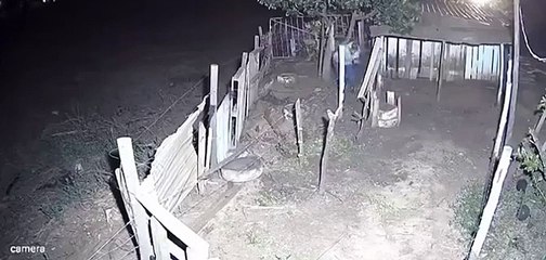 Hombre es tiroteado luego de robarse las gallinas de una casa