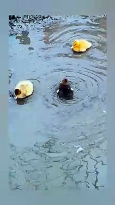 Ducklings enjoying their time ..