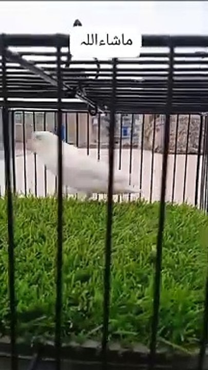 Lovebirds fancy