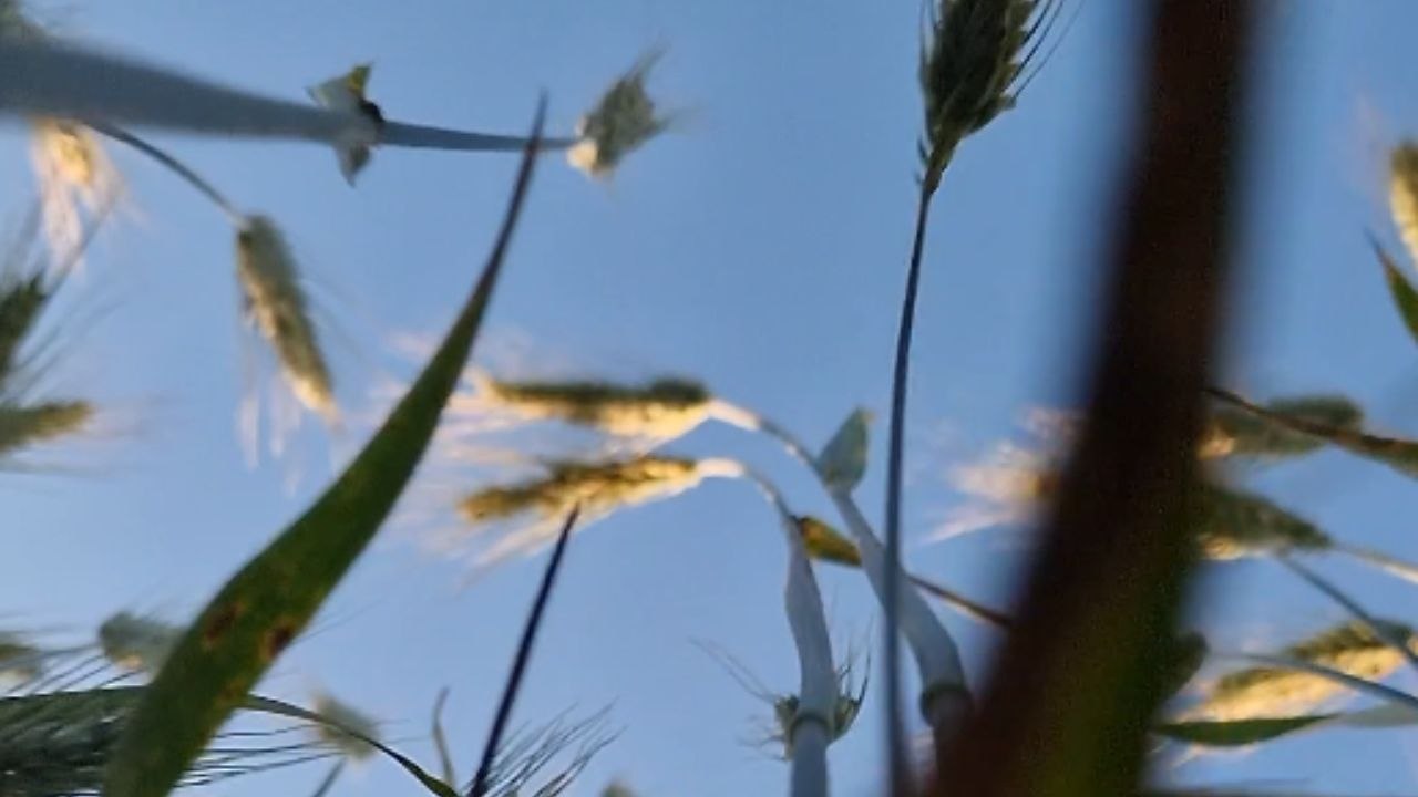 Visual treat: Woman captures the rye field in a gentle motion