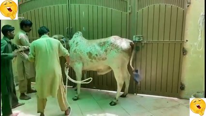 Try Not To Laugh I Eid Ul Adha Viral Moment I What a Shot I Anari Pagal Qasai