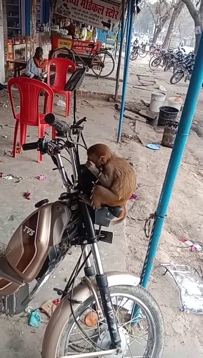 Active monkey
