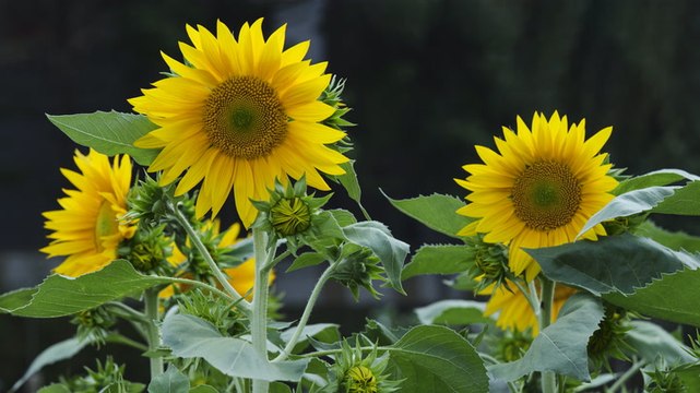 How to Grow Sunflowers and Harvest Their Seeds, According to Experts