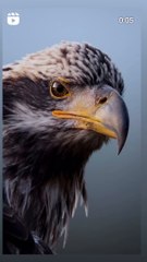 The Eyes of the Queen: Majestic Bald Eagle Watching Over Idaho