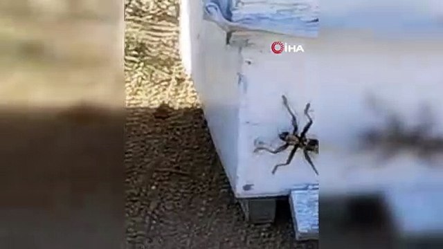 Et yiyen dev çekirge o ilde görüldü