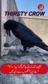 Thirsty Crow | Piasa Kawwa | پیاسا کوّا | Viral short | @aljazairurdu